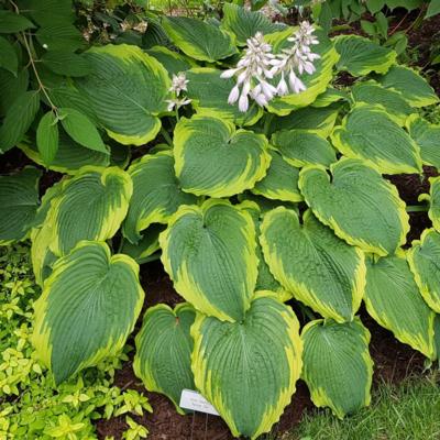 Hosta 'Spartacus'